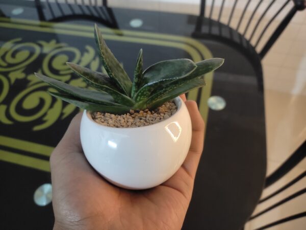 Gasteria plantzer