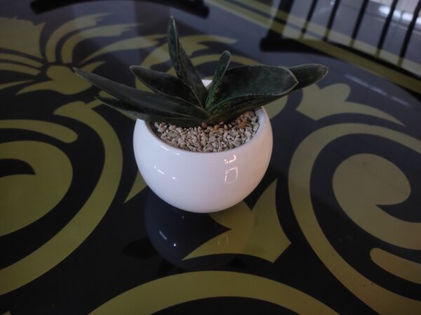 Gasteria succulent