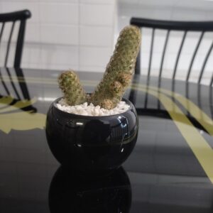 Lady finger cactus