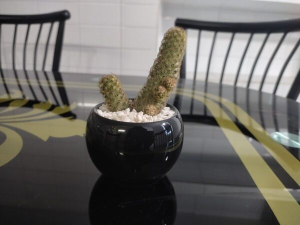 Lady finger cactus