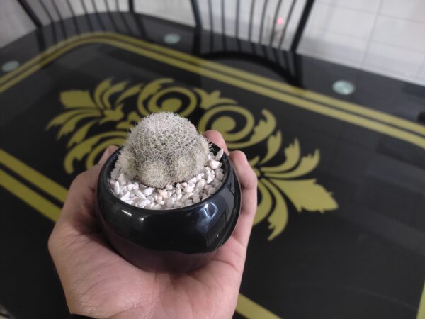 Mammillaria