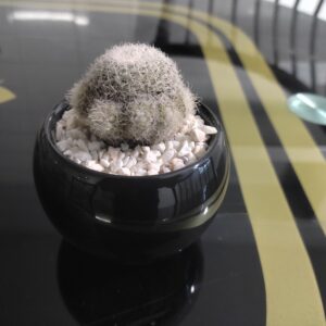 Mammillaria Bulb plantzer