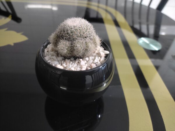 Mammillaria Bulb plantzer