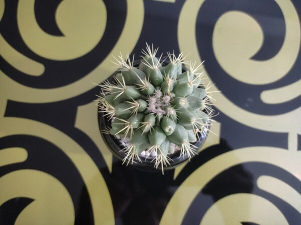 Golden Barrel Cactus