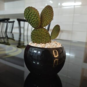 bunny ear cactus