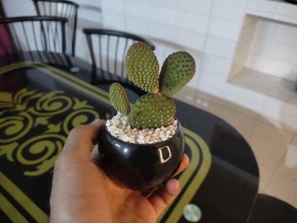 bunny ear cactus plantzer