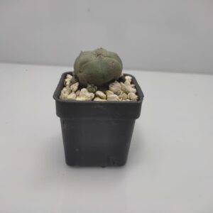 Lophophora