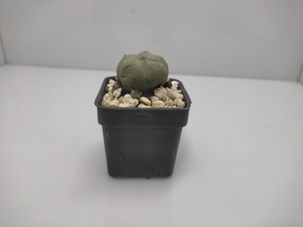 Lophophora