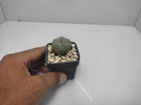 Lophophora cactus