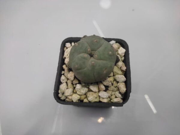 Lophophora williamsii