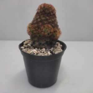 Mammillaria