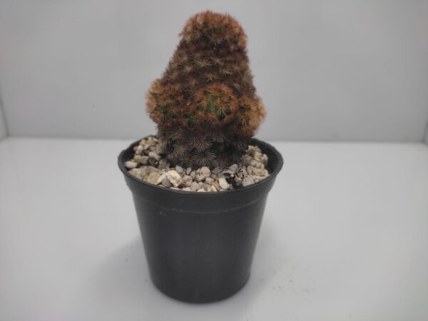 Mammillaria