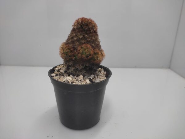 Mammillaria Cactus