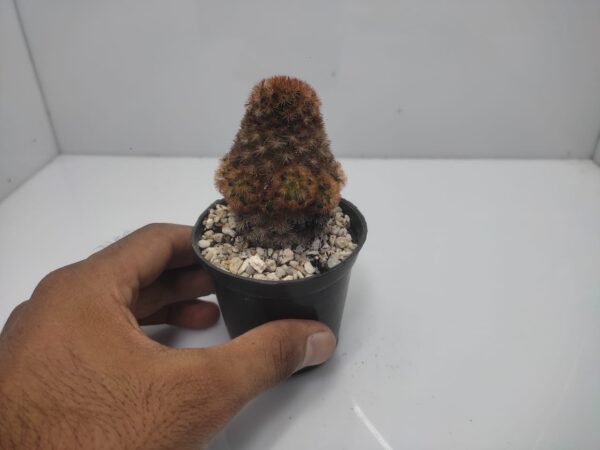 Mammillaria cacti