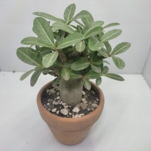 Adenium obesum