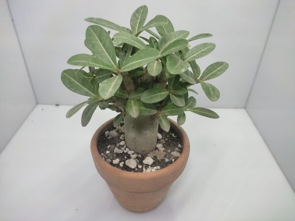 Adenium obesum