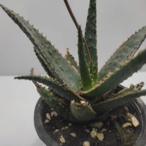 Aloe cv. Carnival,