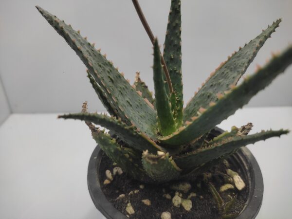 Aloe cv. Carnival,