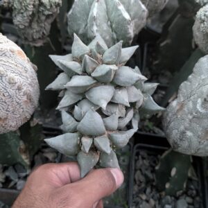 Ariocarpus retusus