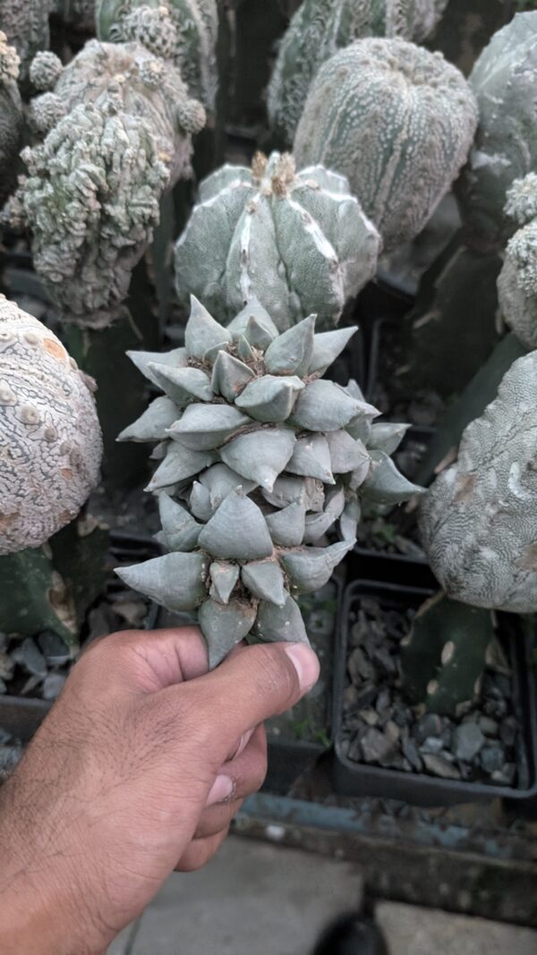 Ariocarpus retusus