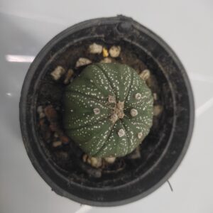 Astrophytum asterias