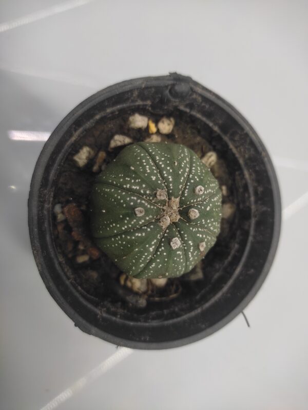 Astrophytum asterias