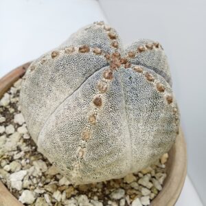 Astrophytum myriostigma