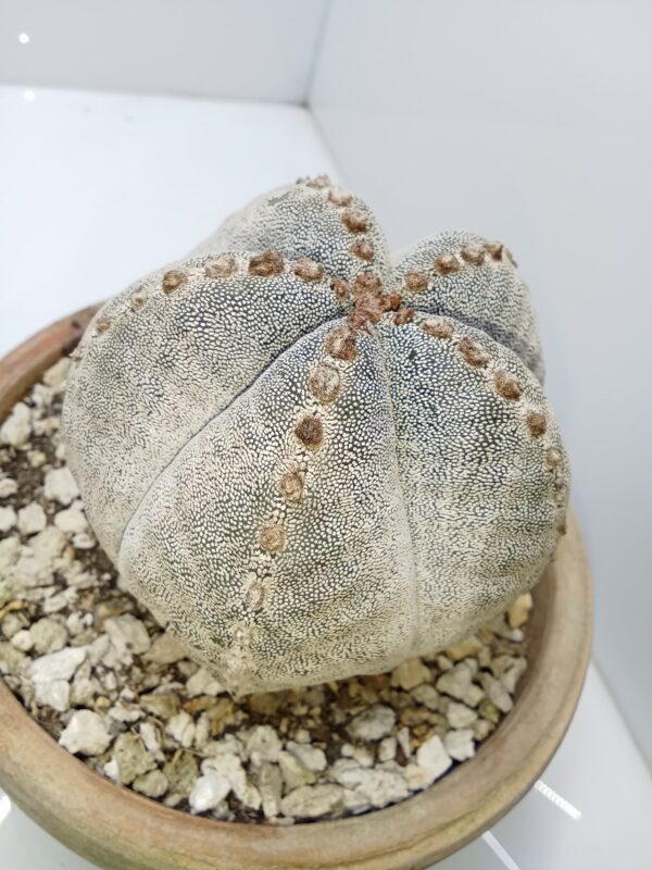 Astrophytum myriostigma