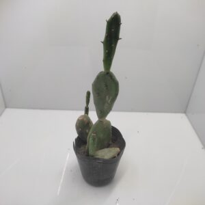 Brasiliopuntia