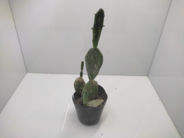 Brasiliopuntia