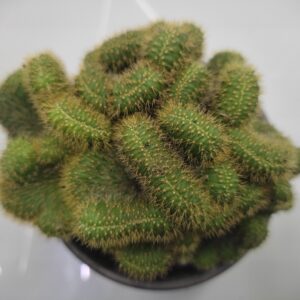 cleistocactus winteri