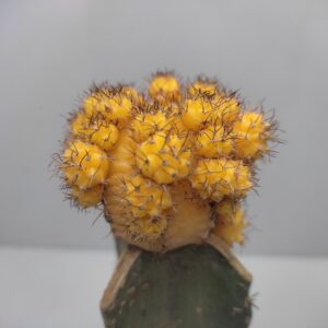 Copiapoa