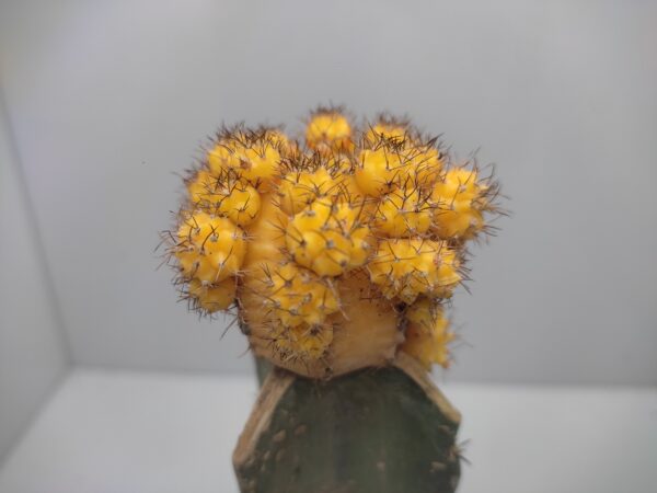 Copiapoa