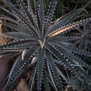 Dyckia fosteriana