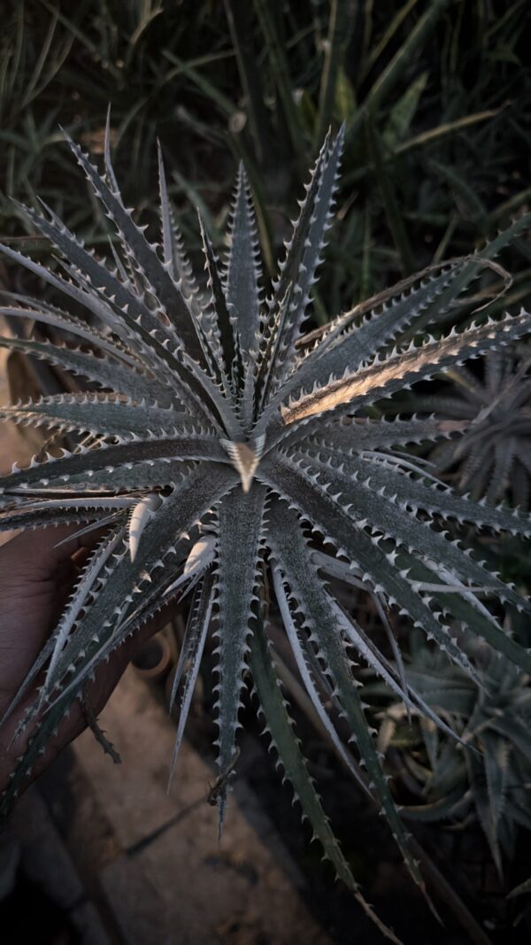 Dyckia fosteriana