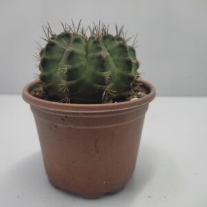 Echinopsis-oxygona-cactus