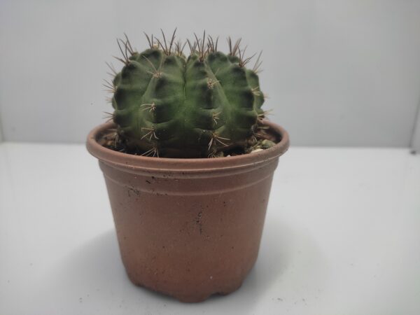 Echinopsis-oxygona-cactus