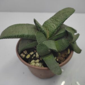 Gasteria armstrongii