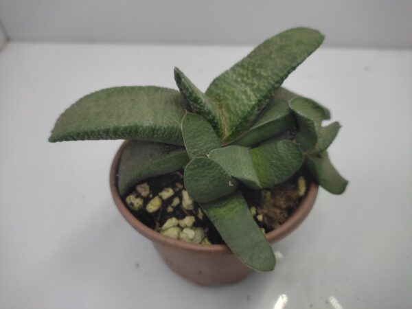 Gasteria armstrongii