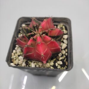 Gymnocalycium mihanovich