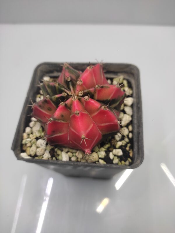 Gymnocalycium mihanovich