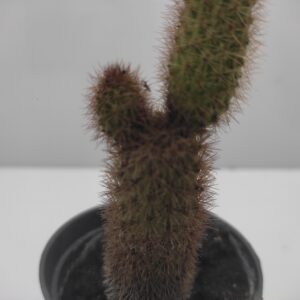 Haageocereus cactus