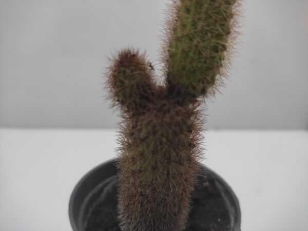 Haageocereus cactus