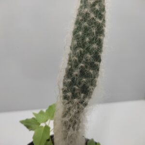 Opuntia Snow Fuzzy