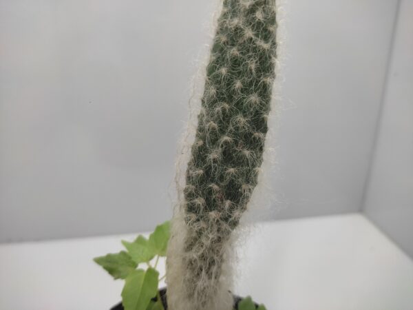 Opuntia Snow Fuzzy