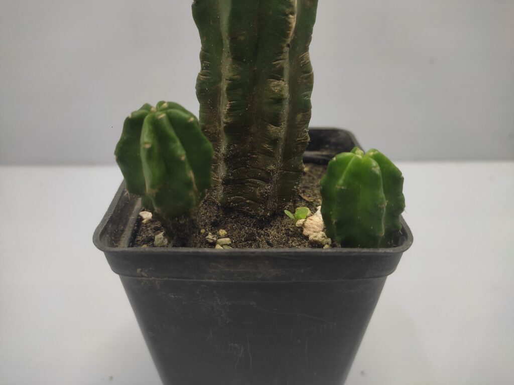 San Pedro cactus - Plant Shop