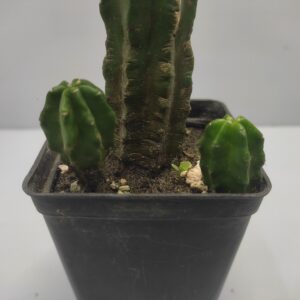 San Pedro cactus