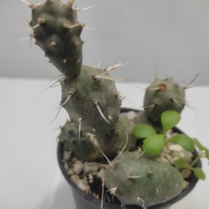 Tephrocactus