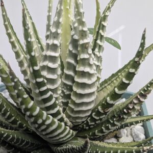 Fasciated Haworthia