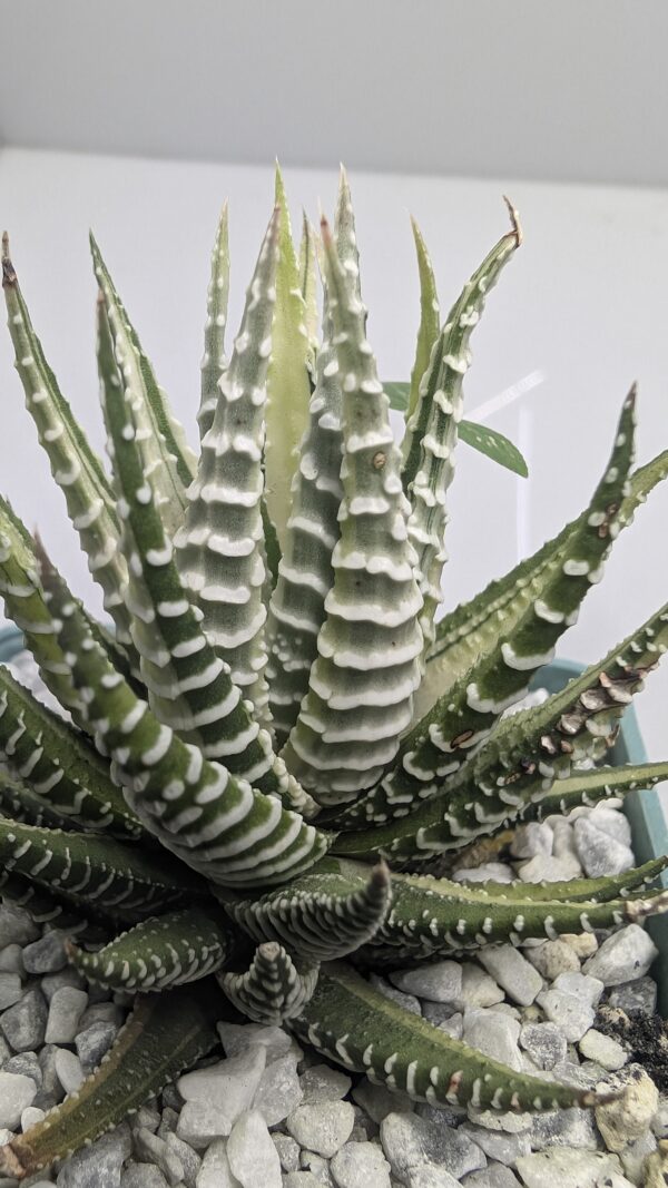 Fasciated Haworthia